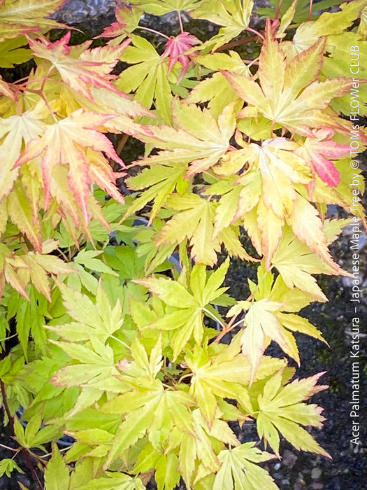 Acer Palmatum Katsura - Japanese Maple Tree