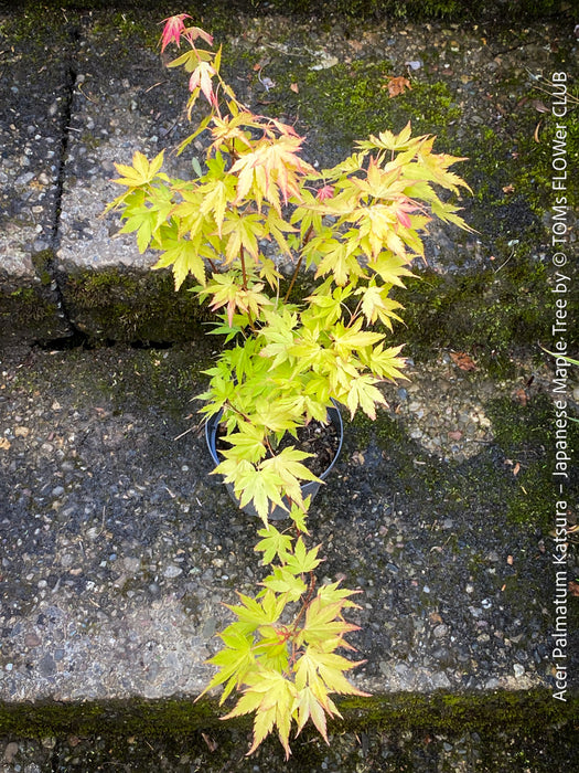 Acer Palmatum Katsura - Japanese Maple Tree