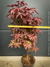 Acer Palmatum Livy, Japanese Maple Tree in TOMs FLOWer CLUB showcasing its red wine foliage in a garden setting.