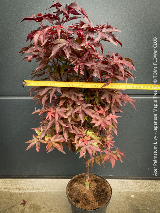 Acer Palmatum Livy, Japanese Maple Tree in TOMs FLOWer CLUB showcasing its red wine foliage in a garden setting.
