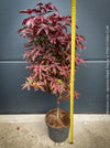 Acer Palmatum Livy, Japanese Maple Tree in TOMs FLOWer CLUB showcasing its red wine foliage in a garden setting.