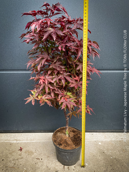 Acer Palmatum Livy, Japanese Maple Tree in TOMs FLOWer CLUB showcasing its red wine foliage in a garden setting.