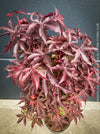 Acer Palmatum Livy, Japanese Maple Tree in TOMs FLOWer CLUB showcasing its red wine foliage in a garden setting.
