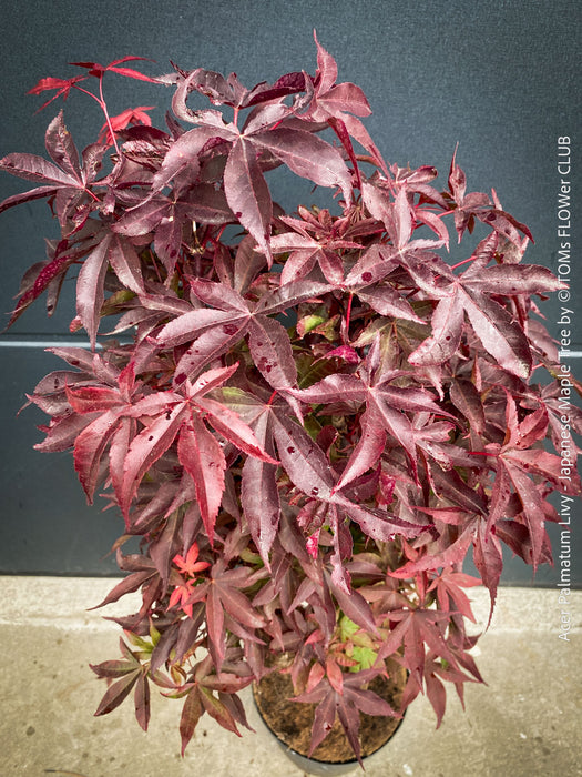 Acer Palmatum Livy, Japanese Maple Tree in TOMs FLOWer CLUB showcasing its red wine foliage in a garden setting.