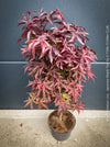 Acer Palmatum Livy, Japanese Maple Tree in TOMs FLOWer CLUB showcasing its red wine foliage in a garden setting.