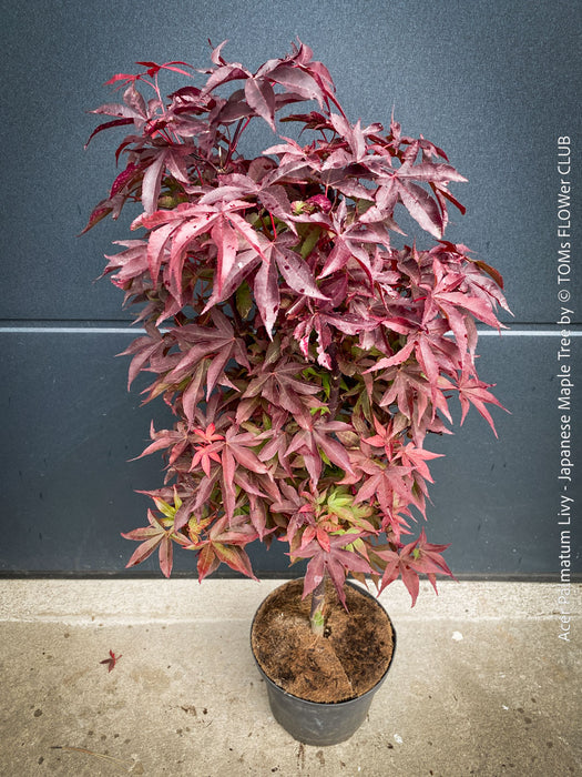 Acer Palmatum Livy, Japanese Maple Tree in TOMs FLOWer CLUB showcasing its red wine foliage in a garden setting.