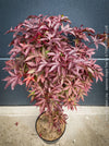 Acer Palmatum Livy, Japanese Maple Tree in TOMs FLOWer CLUB showcasing its red wine foliage in a garden setting.