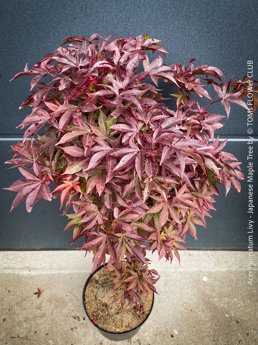 Acer Palmatum Livy, Japanese Maple Tree in TOMs FLOWer CLUB showcasing its red wine foliage in a garden setting.