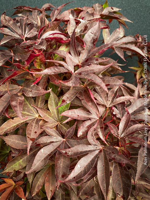 Acer Palmatum Livy, Japanese Maple Tree in TOMs FLOWer CLUB showcasing its red wine foliage in a garden setting.