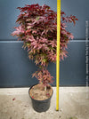 Acer Palmatum Livy, Japanese Maple Tree in TOMs FLOWer CLUB showcasing its red wine foliage in a garden setting.