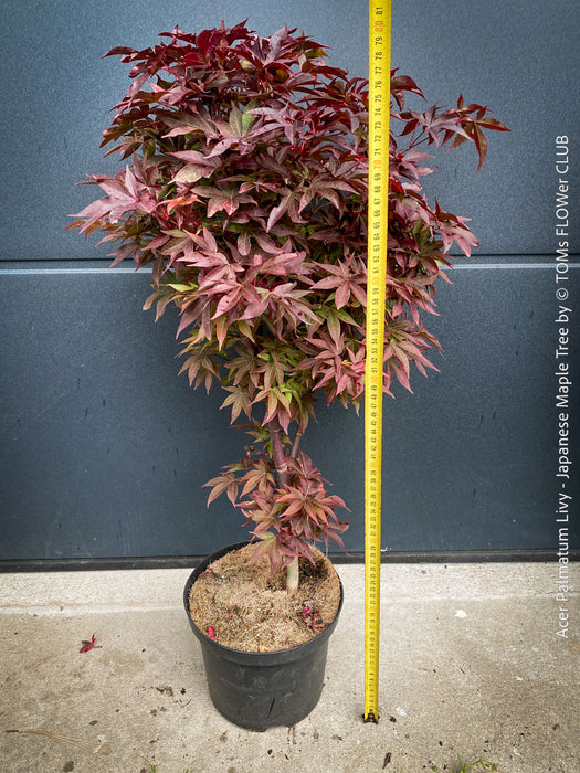 Acer Palmatum Livy, Japanese Maple Tree in TOMs FLOWer CLUB showcasing its red wine foliage in a garden setting.