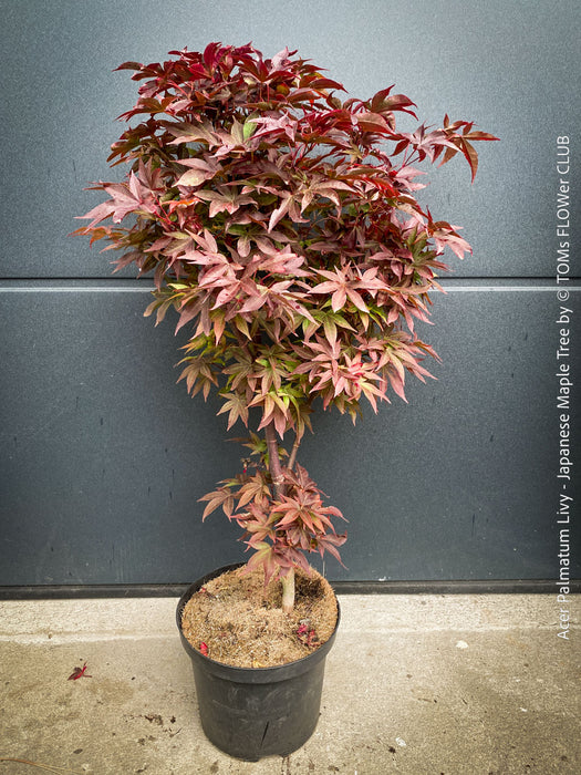 Acer Palmatum Livy, Japanese Maple Tree in TOMs FLOWer CLUB showcasing its red wine foliage in a garden setting.