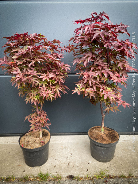 Acer Palmatum Livy, Japanese Maple Tree in TOMs FLOWer CLUB showcasing its red wine foliage in a garden setting.
