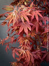 Acer Palmatum Livy, Japanese Maple Tree in TOMs FLOWer CLUB showcasing its red wine foliage in a garden setting.