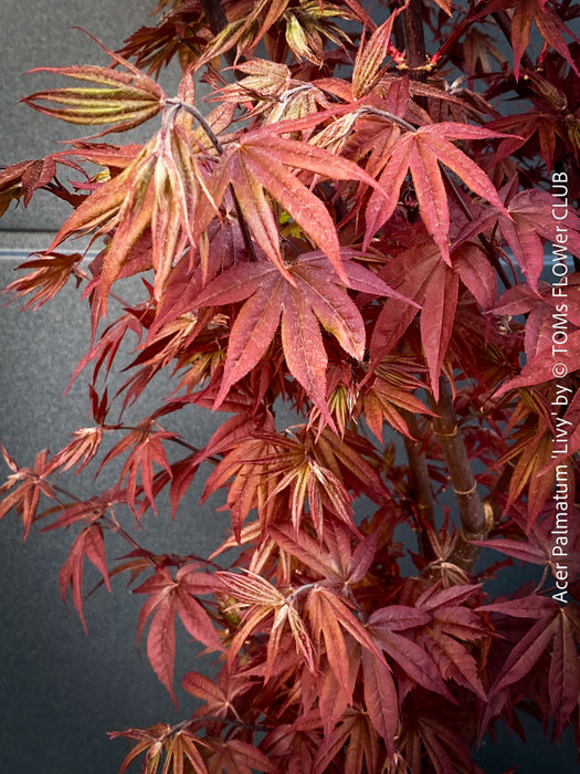 Acer Palmatum Livy, Japanese Maple Tree in TOMs FLOWer CLUB showcasing its red wine foliage in a garden setting.
