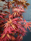 Acer Palmatum Livy, Japanese Maple Tree in TOMs FLOWer CLUB showcasing its red wine foliage in a garden setting.