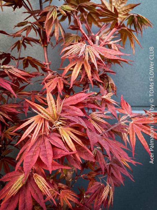 Acer Palmatum Livy, Japanese Maple Tree in TOMs FLOWer CLUB showcasing its red wine foliage in a garden setting.