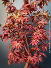 Acer Palmatum Livy, Japanese Maple Tree in TOMs FLOWer CLUB showcasing its red wine foliage in a garden setting.
