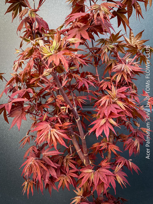 Acer Palmatum Livy, Japanese Maple Tree in TOMs FLOWer CLUB showcasing its red wine foliage in a garden setting.
