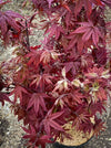 Acer Palmatum Livy, Japanese Maple Tree in TOMs FLOWer CLUB showcasing its red wine foliage in a garden setting.