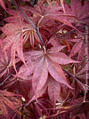 Acer Palmatum Livy, Japanese Maple Tree in TOMs FLOWer CLUB showcasing its red wine foliage in a garden setting.