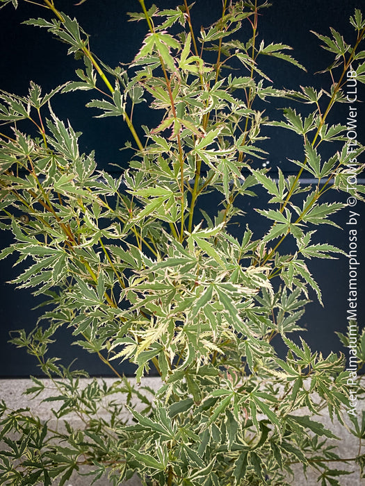 Leaf detail of Acer Palmatum Metamorphosa, Japanese Maple Tree in TOMs FLOWer CLUB showcasing its bright green-white-red variegata foliage in a garden setting.