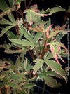 Acer Palmatum Metamorphosa in TOMs FLOWer CLUB showcasing its green white variegated foliage in a garden setting.