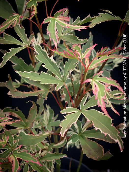 Acer Palmatum Metamorphosa in TOMs FLOWer CLUB showcasing its green white variegated foliage in a garden setting.