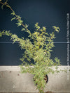 A potted Acer palmatum 'Metamorphosa' Japanese maple shrub with variegated green and cream foliage, shown against a dark navy blue paneled wall and concrete base.