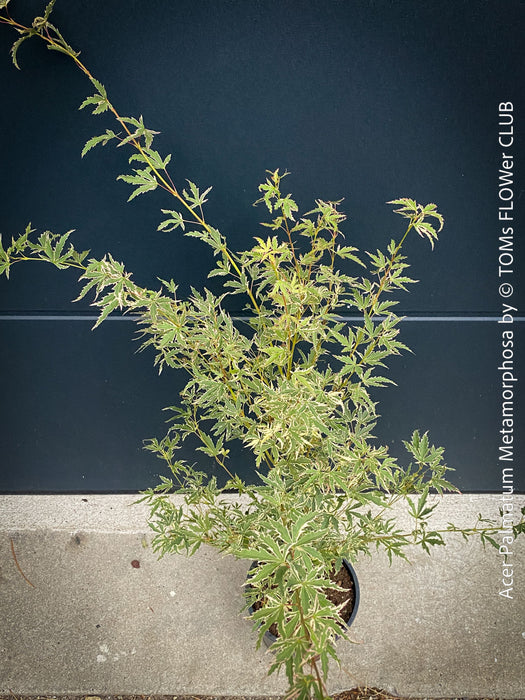 A potted Acer palmatum 'Metamorphosa' Japanese maple shrub with variegated green and cream foliage, shown against a dark navy blue paneled wall and concrete base.