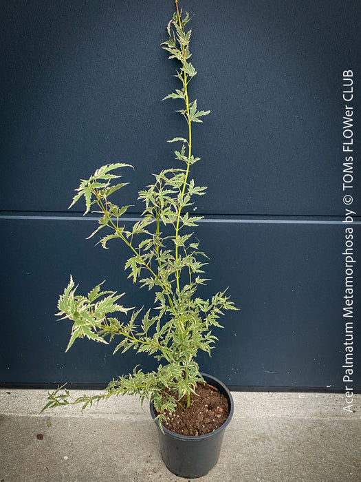 Mature Acer Palmatum Metamorphosa, Japanese Maple Tree for sale in TOMs FLOWer CLUB in Zurich, Switzerland