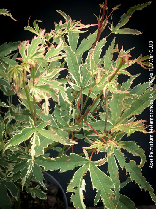 Acer Palmatum Metamorphosa in TOMs FLOWer CLUB showcasing its green white variegated foliage in a garden setting.
