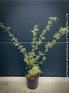 A potted variegated Acer palmatum Metamorphosa plant with light green and yellow variegated leaves, in a black nursery pot against a dark blue-gray paneled wall.
