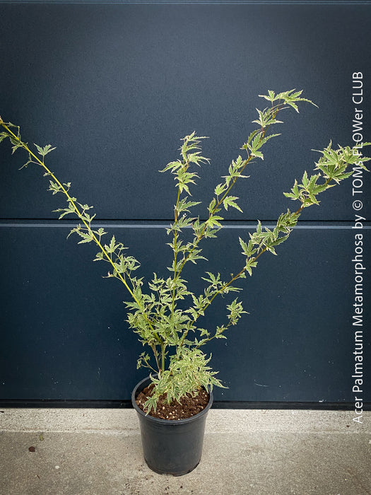 A potted variegated Acer palmatum Metamorphosa plant with light green and yellow variegated leaves, in a black nursery pot against a dark blue-gray paneled wall.