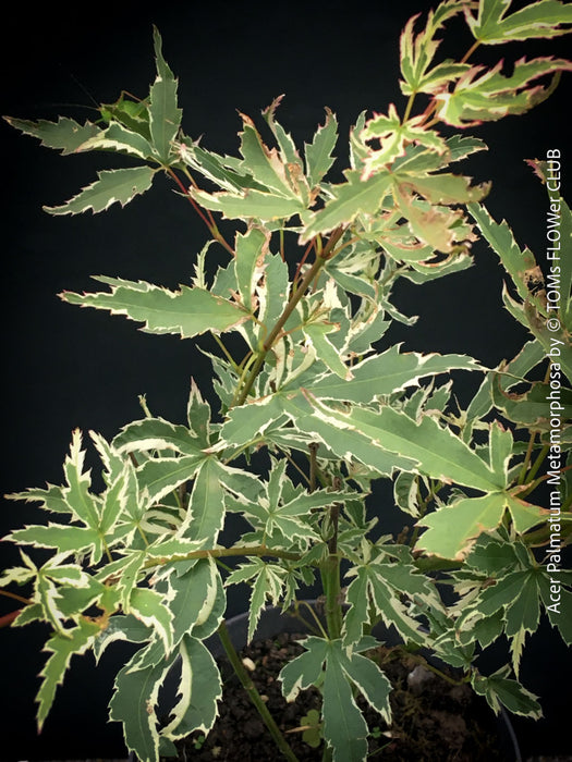 Acer Palmatum Metamorphosa in TOMs FLOWer CLUB showcasing its green white variegated foliage in a garden setting.
