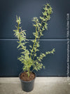 A potted Acer Palmatum Metamorphosa (Japanese Bloodwood) plant with variegated green and cream leaves, growing in a black plastic pot against a dark slate-blue paneled wall.