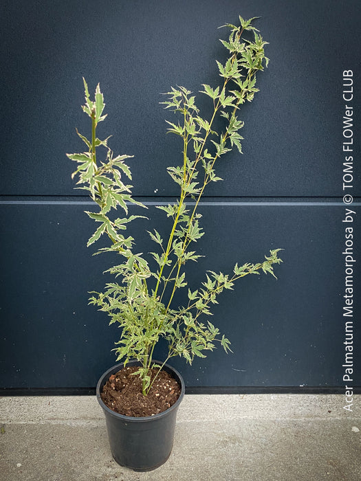 A potted Acer Palmatum Metamorphosa (Japanese Bloodwood) plant with variegated green and cream leaves, growing in a black plastic pot against a dark slate-blue paneled wall.