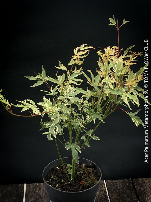 Acer Palmatum Metamorphosa in TOMs FLOWer CLUB showcasing its green white variegated foliage in a garden setting.