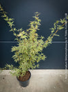 Acer Palmatum Metamorphosa, Japanese Maple Tree in TOMs FLOWer CLUB showcasing its bright green-white-red variegata foliage in a garden setting.