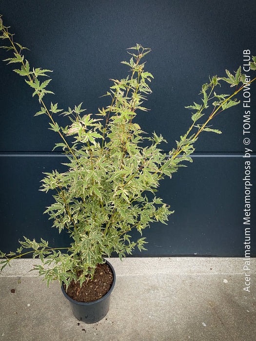 Acer Palmatum Metamorphosa, Japanese Maple Tree in TOMs FLOWer CLUB showcasing its bright green-white-red variegata foliage in a garden setting.