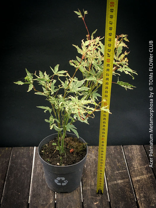 Acer Palmatum Metamorphosa in TOMs FLOWer CLUB showcasing its green white variegated foliage in a garden setting.