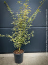 Acer Palmatum Metamorphosa, Japanese Maple Tree in TOMs FLOWer CLUB showcasing its bright green-white-red variegata foliage in a garden setting.