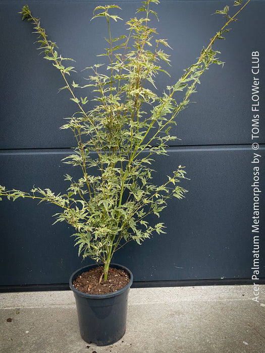 Acer Palmatum Metamorphosa, Japanese Maple Tree in TOMs FLOWer CLUB showcasing its bright green-white-red variegata foliage in a garden setting.