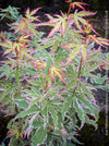 Acer Palmatum Metamorphosa, Japanese Maple Tree in TOMs FLOWer CLUB showcasing its bright green-white-red variegata foliage in a garden setting.