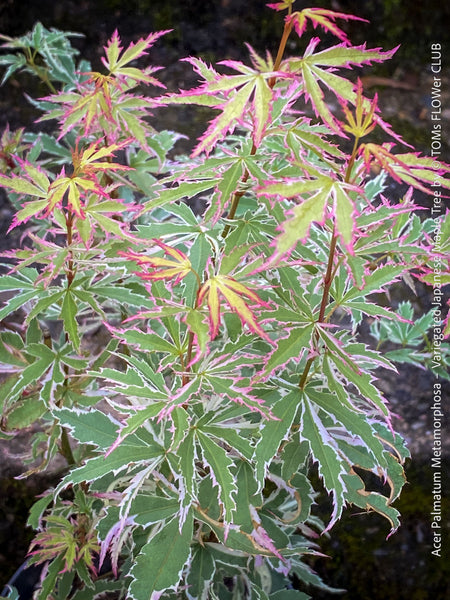 Acer Palmatum Metamorphosa, Japanese Maple Tree in TOMs FLOWer CLUB showcasing its bright green-white-red variegata foliage in a garden setting.