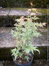 Acer Palmatum Metamorphosa, Japanese Maple Tree in TOMs FLOWer CLUB showcasing its bright green-white-red variegata foliage in a garden setting.
