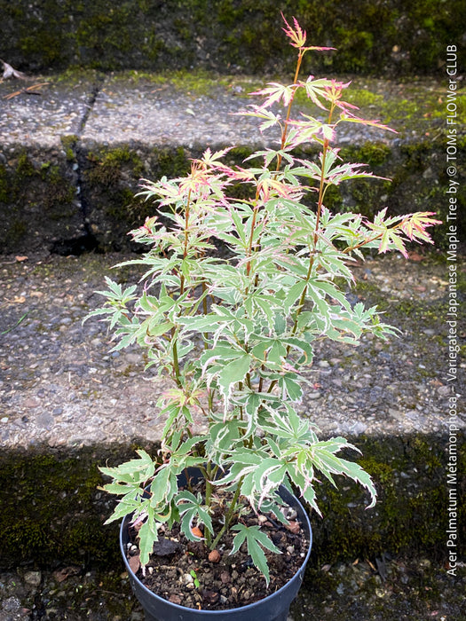 Acer Palmatum Metamorphosa, Japanese Maple Tree in TOMs FLOWer CLUB showcasing its bright green-white-red variegata foliage in a garden setting.