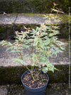 Acer Palmatum Metamorphosa, Japanese Maple Tree in TOMs FLOWer CLUB showcasing its bright green-white-red variegata foliage in a garden setting.