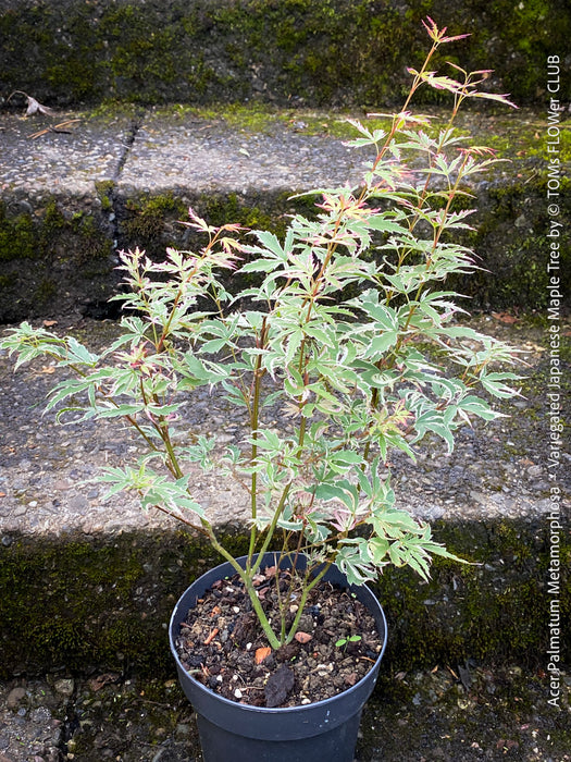 Acer Palmatum Metamorphosa, Japanese Maple Tree in TOMs FLOWer CLUB showcasing its bright green-white-red variegata foliage in a garden setting.