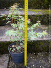 Acer Palmatum Metamorphosa, Japanese Maple Tree in TOMs FLOWer CLUB showcasing its bright green-white-red variegata foliage in a garden setting.